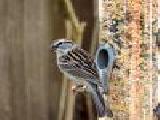 Jouer à Chipping sparrow