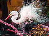 Jouer à White feathered bird puzzle