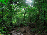 Jouer à Escape from dense forest