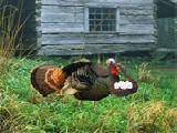 Jouer à Fat turkey escape