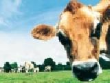 Jouer à Funny cow jigsaw