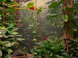 Jouer à Tropical forest escape