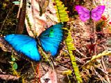 Jouer à Butterfly forest escape