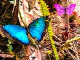 Jouer à Butterfly forest escape