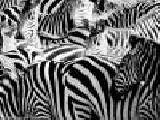 Jouer à Zebra slider