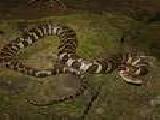 Jouer à Northern watersnake jigsaw puzzle