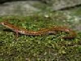 Jouer à Long-tailed salamander jigssaw puzzle