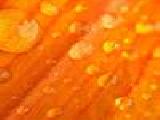 Jouer à Orange with dew jigsaw puzzle