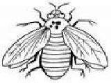 Jouer à Coloring insects -1