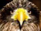 Jouer à Eagle pictures jigsaw puzzle