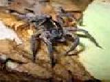 Jouer à Wolf spider jigsaw puzzle