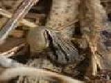 Jouer à Western chorus frog jigsaw puzzle