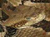 Jouer à Timber rattlesnake jigsaw puzzle