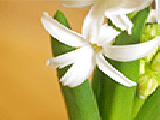 Jouer à Flowers jigsaw puzzle