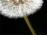 Jouer à Dandelion jigsaw puzzle
