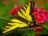 Jouer à Beautiful butterfly jigsaw