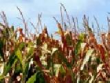 Jouer à Cornfields jigsaw
