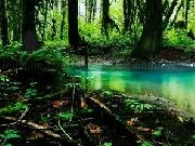 Jouer à Dark Ancient Forest Escape