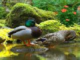 Jouer à Japanese garden escape