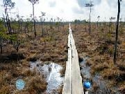 Jouer à Swampy Forest Escape