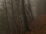 Jouer à Foggy Autumn Forest Escape