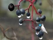 Jouer à Mysterious Summer Forest Escape