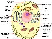 Jouer à Cell structure and Function