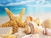 Jouer à Sea and Shells - Hidden Coins