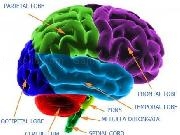 Jouer à ThinkAhead Brain Trainer
