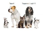 Jouer à Dog and Cat Memory Game