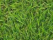 Jouer à Guess the player