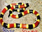 Jouer à Basic Snake