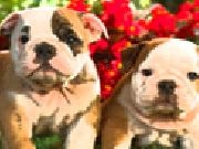 Jouer à Hidden Animals-Cute Dogs