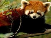 Jouer à Hidden Animals Red Pandas