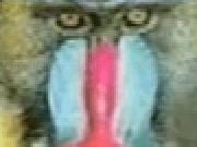 Jouer à Mandrill Maze