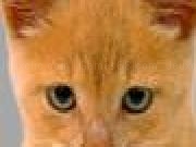 Jouer à Save teh cat game