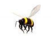 Jouer à The Bee Game