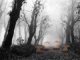 Jouer à Zooo swarthy forest escape