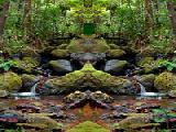 Jouer à Wet evergreen forest escape