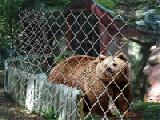 Jouer à brown bear escape