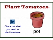 Jouer à Plant tomatoes