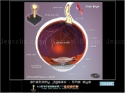 Jouer à Anatomy jigsaw - the eye
