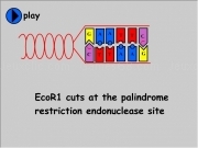 Jouer à Cutting genes