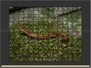Jouer à Long tailed salamander jigsaw