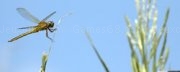 Jouer à Dragon fly