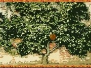 Jouer à Tangerines
