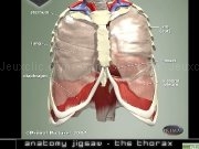 Jouer à Thorax jigsaw