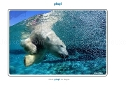Jouer à Jigsaw Puzzle Polar Bear Swim