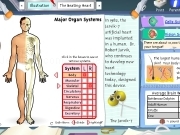 Jouer à Major organ system