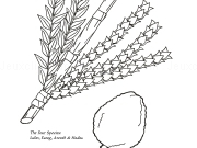Jouer à The four species coloring